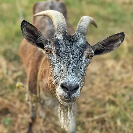 Evergreen Escape In Lodge