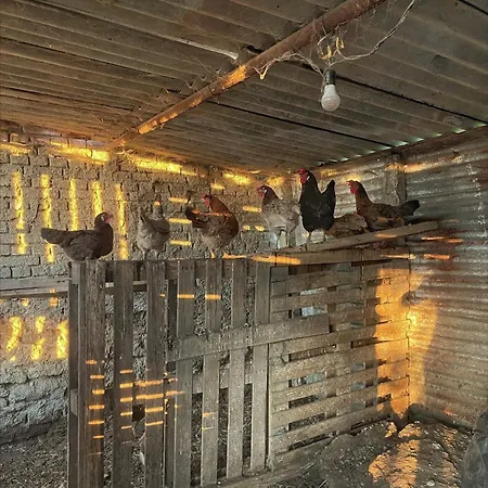 Lodge Evergreen Escape In *