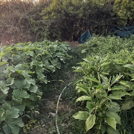 Evergreen Escape In Lodge Μπεράτ