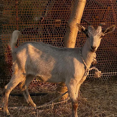 Lodge Evergreen Escape In *