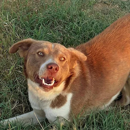 Evergreen Escape In Lodge Berat