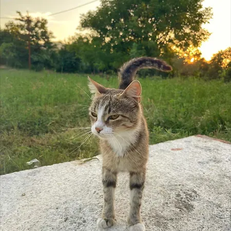 Evergreen Escape In Lodge *