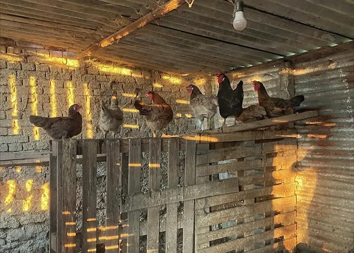 Hytte Evergreen Escape In *