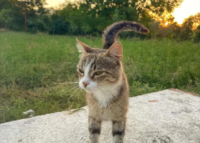 Evergreen Escape In Hytte *